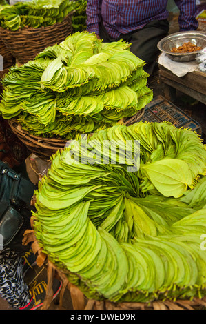 Indien Tamil Nadu Pondicherry Puducherry Street Market Körbe paniers Curry süß neem Blätter Blatt Murraya Koenigii Stockfoto