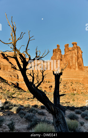 Baum, Mond und die Drei Klatschbasen, Arches National Park, Moab, Utah USA Stockfoto