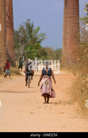 Baobab-Allee Stockfoto