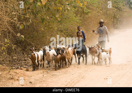 Hirte mit Ziegen, Morondava Stockfoto