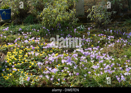 Friedliche Wiese mit Wildblumen im Frühjahr Stockfoto