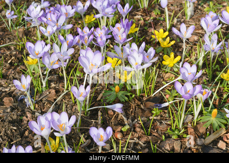 Friedliche Wiese mit Wildblumen im Frühjahr Stockfoto