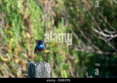 Blaukehlchen Vogel in einem Sumpf in Charente-Maritime Abteilung, Westfrankreich Stockfoto