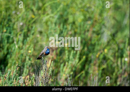 Blaukehlchen Vogel in einem Sumpf in Charente-Maritime Abteilung, Westfrankreich Stockfoto