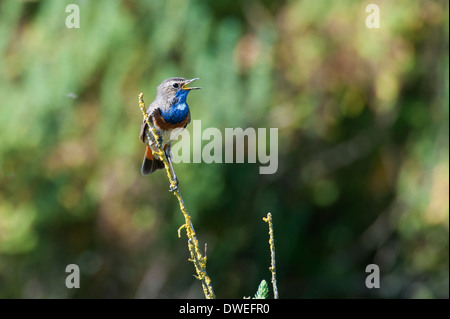 Blaukehlchen Vogel in einem Sumpf in Charente-Maritime Abteilung, Westfrankreich Stockfoto