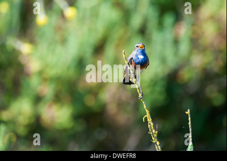 Blaukehlchen Vogel in einem Sumpf in Charente-Maritime Abteilung, Westfrankreich Stockfoto