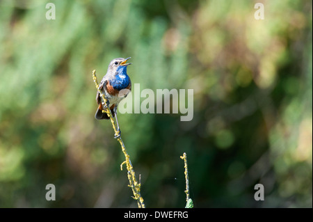 Blaukehlchen Vogel in einem Sumpf in Charente-Maritime Abteilung, Westfrankreich Stockfoto