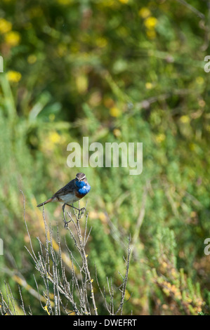 Blaukehlchen Vogel in einem Sumpf in Charente-Maritime Abteilung, Westfrankreich Stockfoto