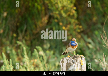 Blaukehlchen Vogel in einem Sumpf in Charente-Maritime Abteilung, Westfrankreich Stockfoto