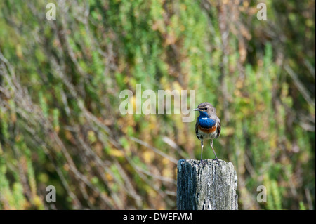 Blaukehlchen Vogel in einem Sumpf in Charente-Maritime Abteilung, Westfrankreich Stockfoto