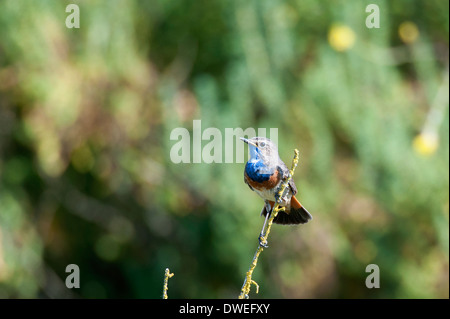 Blaukehlchen Vogel in einem Sumpf in Charente-Maritime Abteilung, Westfrankreich Stockfoto