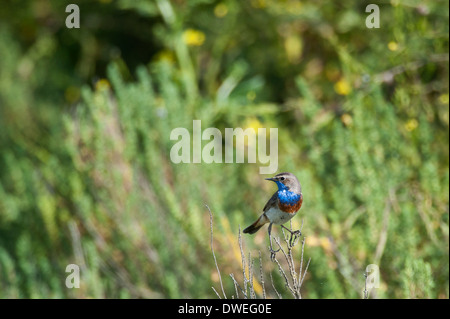 Blaukehlchen Vogel in einem Sumpf in Charente-Maritime Abteilung, Westfrankreich Stockfoto