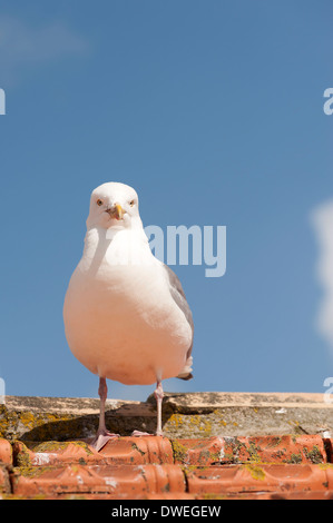 Europäische Silbermöwe in Charente-Maritime Abteilung, Westfrankreich Stockfoto