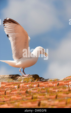 Europäische Silbermöwe in Charente-Maritime Abteilung, Westfrankreich Stockfoto