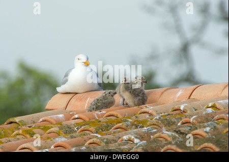 Europäische Silbermöwe in Charente-Maritime Abteilung, Westfrankreich Stockfoto