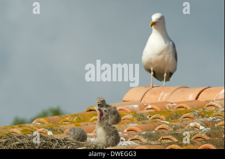 Europäische Silbermöwe in Charente-Maritime Abteilung, Westfrankreich Stockfoto