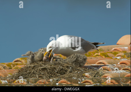 Europäische Silbermöwe in Charente-Maritime Abteilung, Westfrankreich Stockfoto