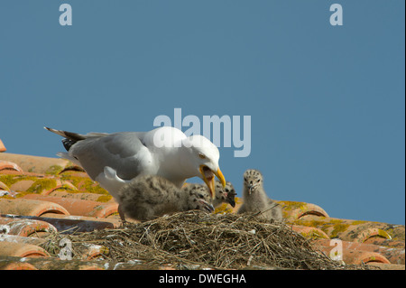 Europäische Silbermöwe in Charente-Maritime Abteilung, Westfrankreich Stockfoto