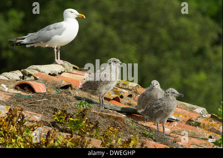 Europäische Silbermöwe in Charente-Maritime Abteilung, Westfrankreich Stockfoto