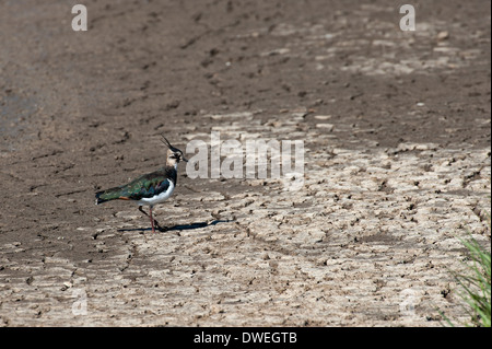 Nördlichen Kiebitz in Charente-Maritime Abteilung, Westfrankreich Stockfoto