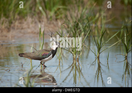 Nördlichen Kiebitz in Charente-Maritime Abteilung, Westfrankreich Stockfoto