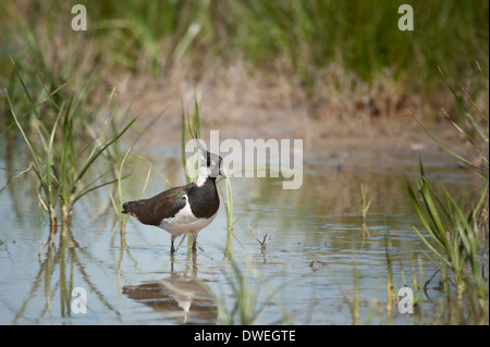 Nördlichen Kiebitz in Charente-Maritime Abteilung, Westfrankreich Stockfoto