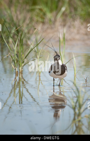 Nördlichen Kiebitz in Charente-Maritime Abteilung, Westfrankreich Stockfoto