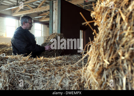 Verden, Deutschland. 27. Februar 2014. Der Manager des Nord-Deutschen Zentrums für nachhaltiges Bauen Unternehmen, Christian Silberhorn, veranschaulicht das bauen mit Strohballen in Verden, Deutschland, 27. Februar 2014. Foto: Ingo Wagner/Dpa/Alamy Live News Stockfoto