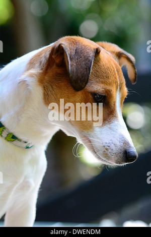 Jacky Stockfoto