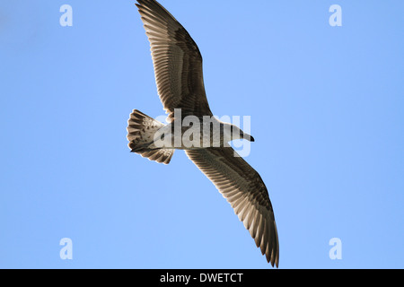 Eine juvenile Kelp Gull (Larus Dominicanus) während des Fluges im Hafen von Kalk Bay in der Nähe von Kapstadt. Stockfoto