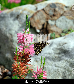 Erica Verticillata with'Citrus Swallowtail'butterfly drauf in Kirstenbosch Botanical Gardens, Cape Town, Südafrika. Stockfoto