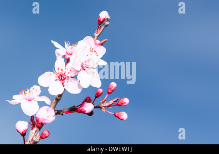 Frühling-Pflaume blüht rosa Knospen und Blüten vor blauem Himmel Stockfoto