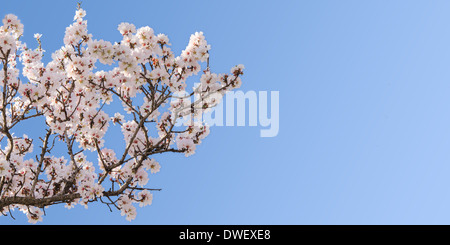 Großer Zweig der Frühling blühen Mandel-Baum mit textfreiraum für text Stockfoto