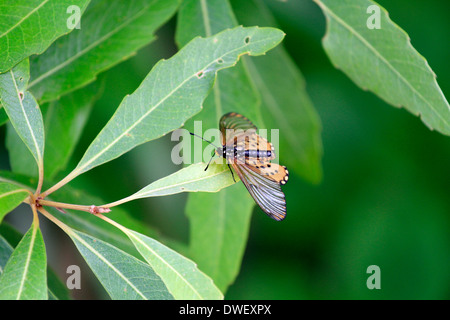 Acraea Horta oder der Garten Acraea Schmetterling auf einer Pflanze Blatt im Kirstenbosch National Botanical Gardens, Cape Town. Stockfoto