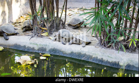 Schildkröten im zoo Stockfoto