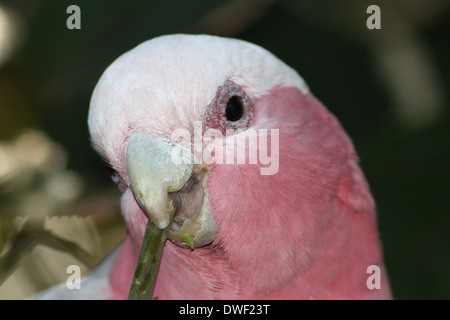 Rose-breasted Cockatoo oder Galah Cockatoo (Eolophus Roseicapilla), ursprünglich aus Australien in extremen Nahaufnahmen Stockfoto