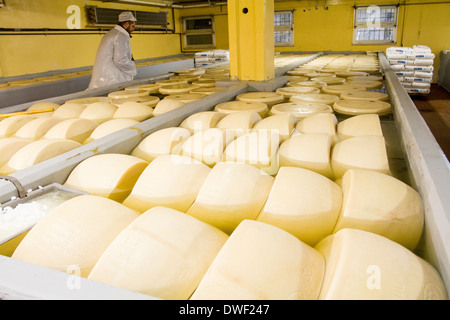 Parmigiano Reggiano Käse Hersteller Fabrik in Baganzolino, Parma, Emilia Romagna, Italien Stockfoto