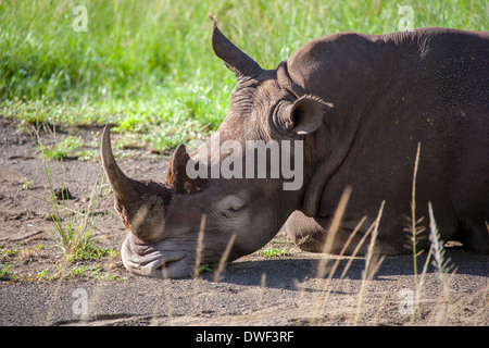 Breitmaulnashorn schlafen Stockfoto