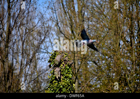 Taube im Flug bei einem warmen englischen Sommertag Stockfoto