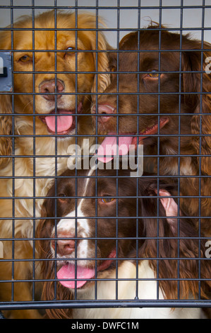 Drei English Springer Spaniel hinter einem Hund-Raster. Stockfoto