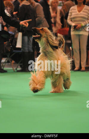 Birmingham, UK 7. März 2014, ein Sortiment von Rassehunden konkurrieren um den ultimativen Preis in Dog Wettbewerbe auf Crufts in Birmingham in der UK-Credit: Kelly Rann/Alamy Live News Stockfoto