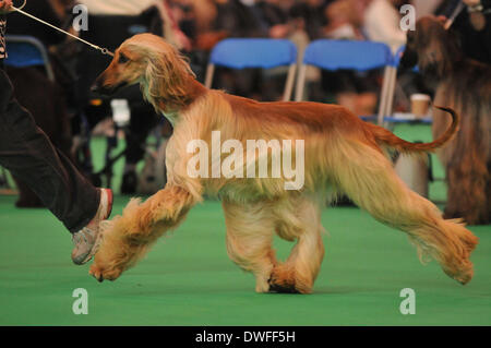 Birmingham, UK 7. März 2014, ein Sortiment von Rassehunden konkurrieren um den ultimativen Preis in Dog Wettbewerbe auf Crufts in Birmingham in der UK-Credit: Kelly Rann/Alamy Live News Stockfoto