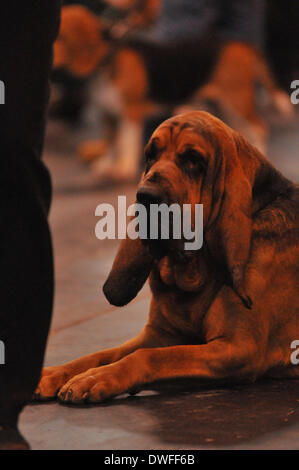 Birmingham, UK 7. März 2014, ein Sortiment von Rassehunden konkurrieren um den ultimativen Preis in Dog Wettbewerbe auf Crufts in Birmingham in der UK-Credit: Kelly Rann/Alamy Live News Stockfoto