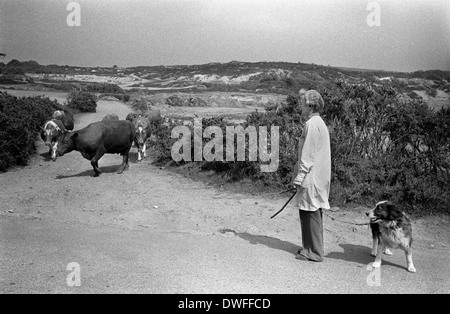 Die Farmerin transportiert Rinder von einem Teil ihrer Farm, um gemolken zu werden. Verfärbte Landschaft aus dem Zinnbergbau bei Baldhu, Chacewater, Cornwall 1978. HOMER SYKES AUS DEN 1970ER JAHREN Stockfoto