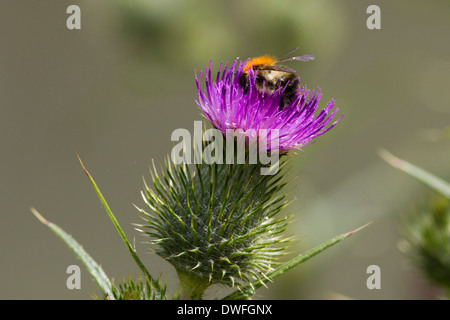 Buff tailed Bumble Bee auf einen Speer Thistle, UK. Juli Stockfoto