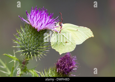 Zitronenfalter (Gonepteryx rhamni) im Vereinigten Königreich. Juli Stockfoto