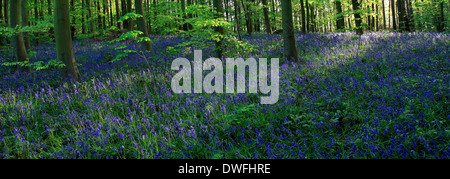 Frühling Landschaftsblick auf einem Teppich der Bluebell Blumen, Hyacinthoides non Scripta, im Sherwood Forest, Nottinghamshire, England Stockfoto