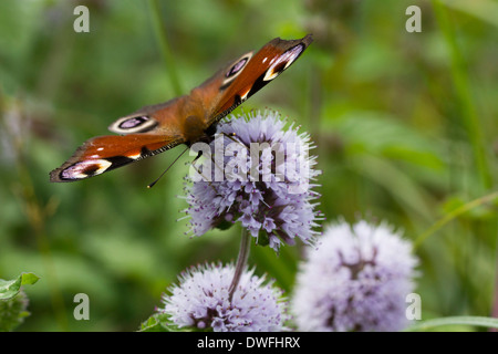 Europäische Tagpfauenauge (Inachis io) August Stockfoto