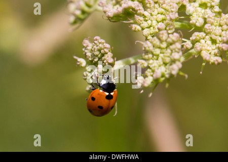 Seven-Spot Ladybird auf Kuh Petersilie, UK Stockfoto