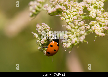 Seven-Spot Ladybird auf Kuh Petersilie, UK Stockfoto